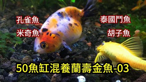 家裡可以養鬥魚嗎